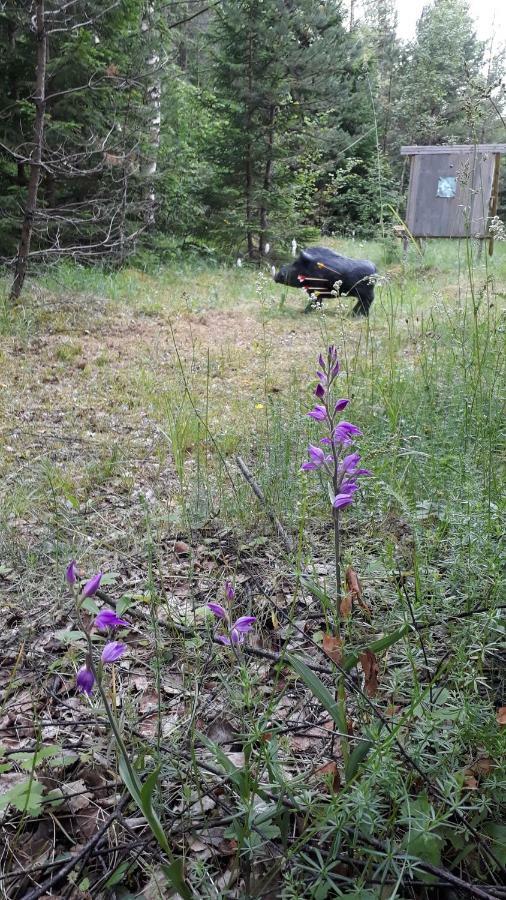 Sihi Country House Hiievalja Bagian luar foto